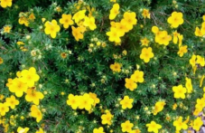 Малки жълти цветя имат суперсила - борят се с бактерии по-добре от антибиотиците