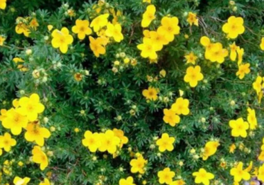 Малки жълти цветя имат суперсила - борят се с бактерии по-добре от антибиотиците