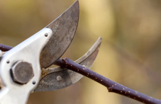 Учени: Растенията издават звуци, когато са в беда