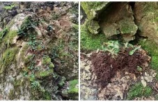 Установиха сериозни щети по защитено растение край Горнослав! РИОСВ сезира прокуратура