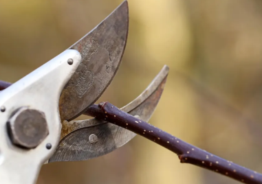 Учени: Растенията издават звуци, когато са в беда