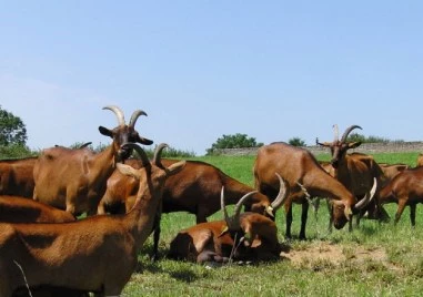В разгара на епидемия от шарка: Фермер от Първомайско отказа да умъртвят козите му, съди БАБХ