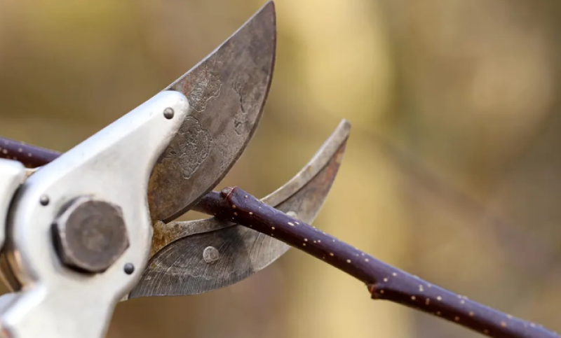 Учени: Растенията издават звуци, когато са в беда