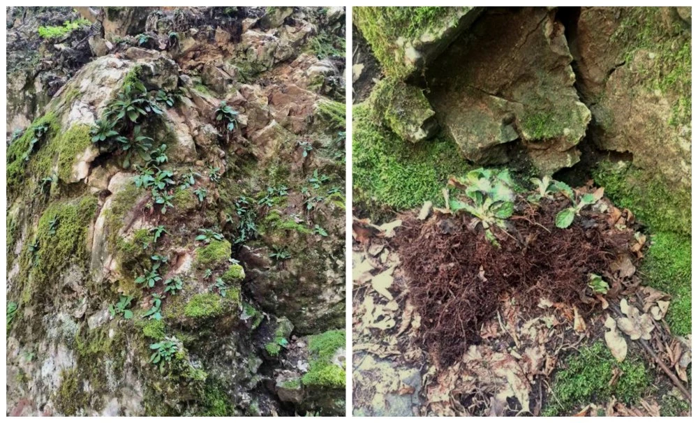 Установиха сериозни щети по защитено растение край Горнослав! РИОСВ сезира прокуратура