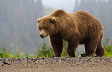 Кафява мечка причини щети край Лилково, екоинспекцията взема мерки