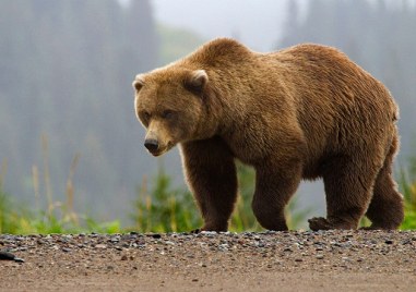 Кафява мечка причини щети край Лилково, екоинспекцията взема мерки