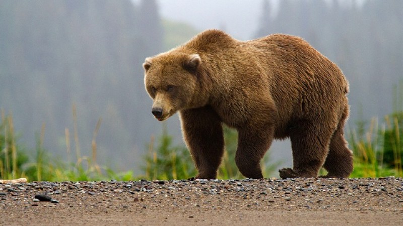 Кафява мечка причини щети край Лилково, екоинспекцията взема мерки
