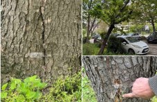 Опасно дърво тревожи жители в Смирненски, твърдят, че институциите си прехвърлят “топката“