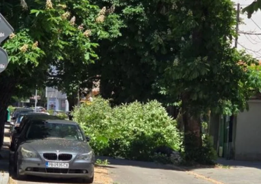 Голям клон се стовари край детска градина в Пловдив