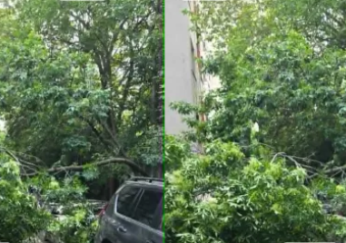 Клон падна и препречи междублоково пространство