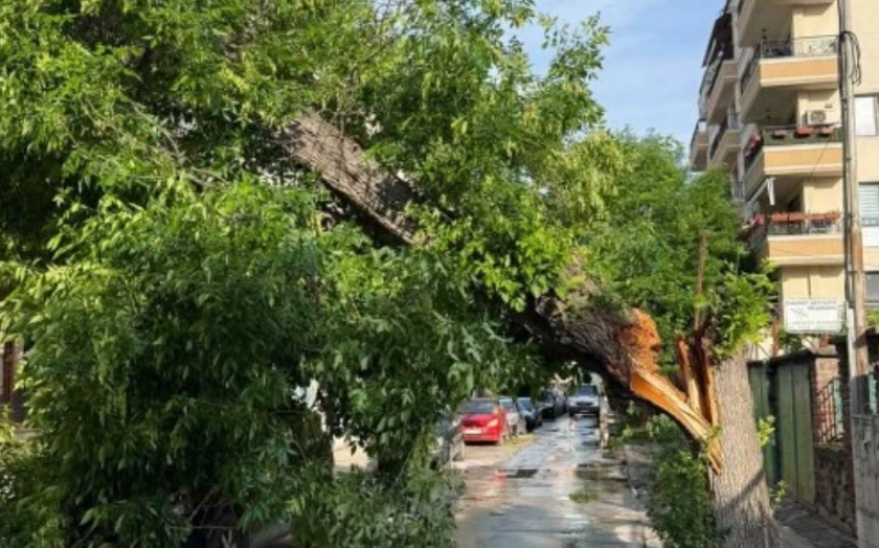 Голямо дърво се стовари на улица в Пловдив