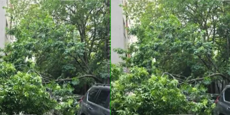 Клон падна и препречи междублоково пространство
