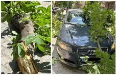 Жената, върху чийто автомобил падна изгнил клон: Бях в шок, а сега съм без кола - ще съдя общината
