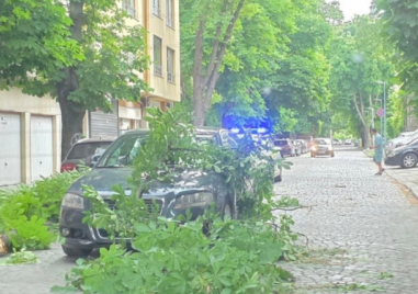 Голям клон се стовари върху кола в движение