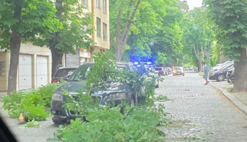 Голям клон се стовари върху кола в движение