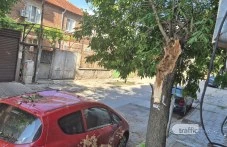 Дежавю на пловдивска улица: Не за първи път дърво се стоварва върху автомобил, хората настояват за спешни мерки СНИМКИ