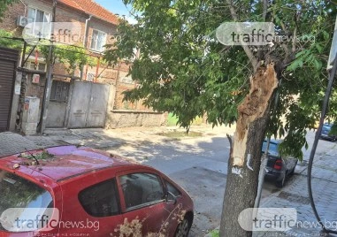 Дежавю на пловдивска улица: Не за първи път дърво се стоварва върху автомобил, хората настояват за спешни мерки СНИМКИ