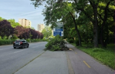 Огромен клон падна на тротоар и велоалея, деца се разминаха на косъм