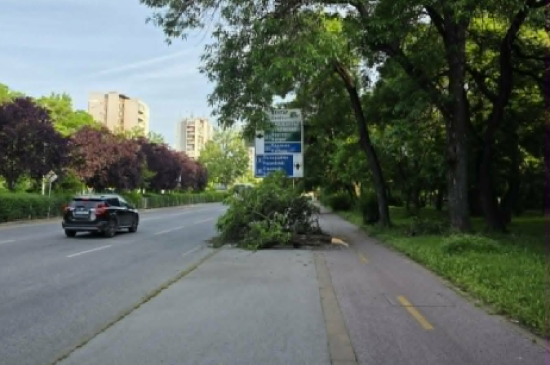 Огромен клон падна на тротоар и велоалея, деца се разминаха на косъм