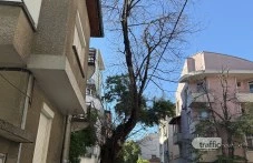 Трябва ли да стане инцидент? Изсъхнало дърво надвисна над оживено кръстовище в Пловдив