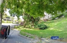 Дърво се срути на метри от пловдивчанин: Секунди ме деляха да падне върху мен