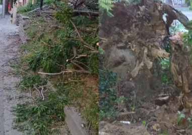 Кадри показват как дърво рухва в подножието на Небет тепе ВИДЕО