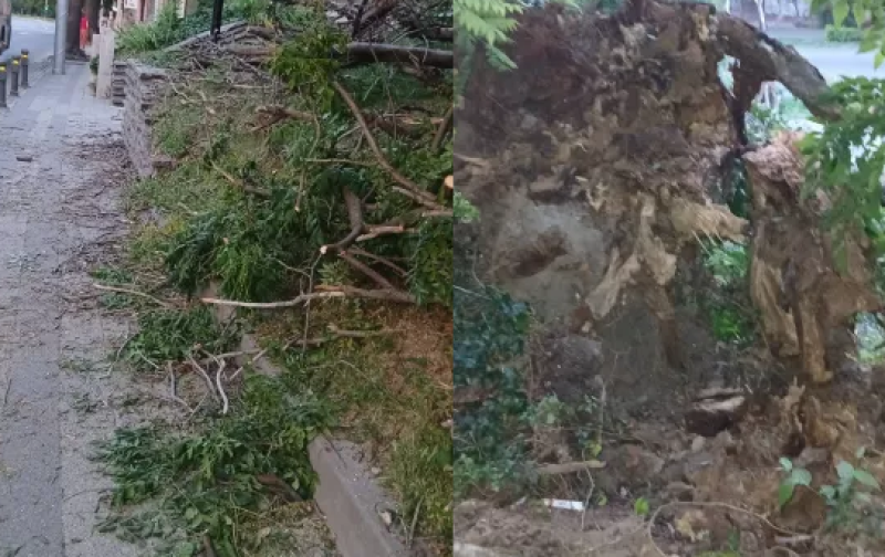 Кадри показват как дърво рухва в подножието на Небет тепе ВИДЕО