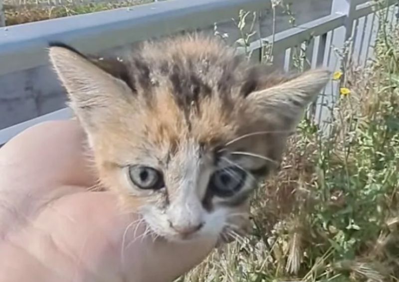 Младеж спаси коте, изхвърлено в дере в Карлово