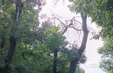 izsahnal-klon-nad-detska-ploshtadka-274.webp
