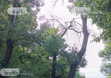 Изсъхнал клон над детска площадка в центъра на Пловдив разтревожи граждани