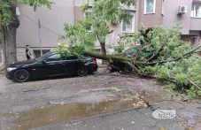 Дърво падна и премаза две коли в Пловдив