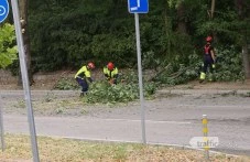 Дърво падна на входа на Младежкия хълм