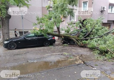 Дърво падна и премаза две коли в Пловдив