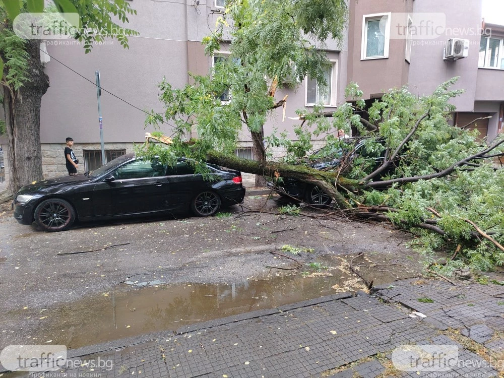 Дърво падна и премаза две коли в Пловдив