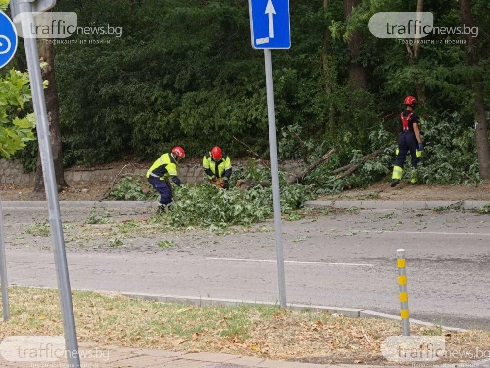 Дърво падна на входа на Младежкия хълм