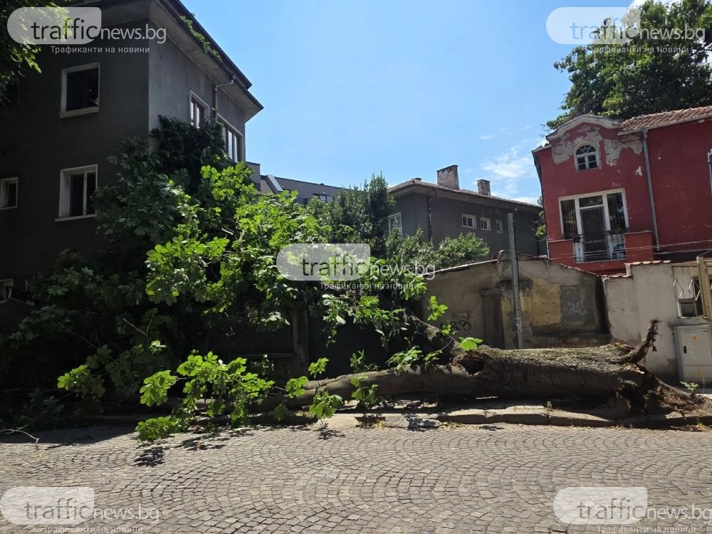 Огромно дърво се стовари върху къща в Пловдив, нанесе сериозни щети СНИМКИ