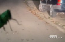 Огромни скакалци превзеха улици в Кричим ВИДЕО