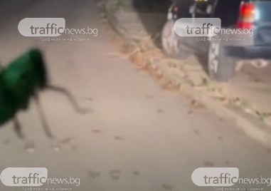 Огромни скакалци превзеха улици в Кричим ВИДЕО