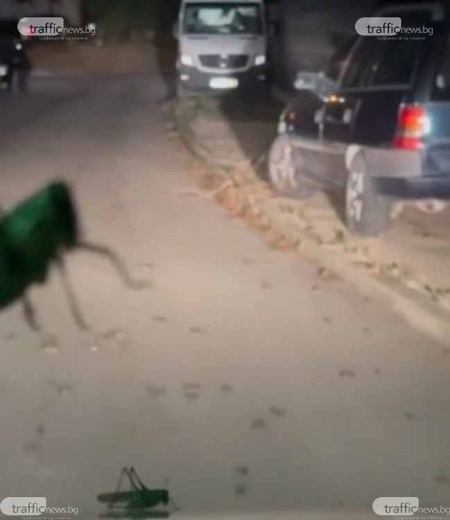 Огромни скакалци превзеха улици в Кричим ВИДЕО