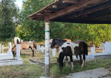 Коне без надзор газят из гробище в първомайско село