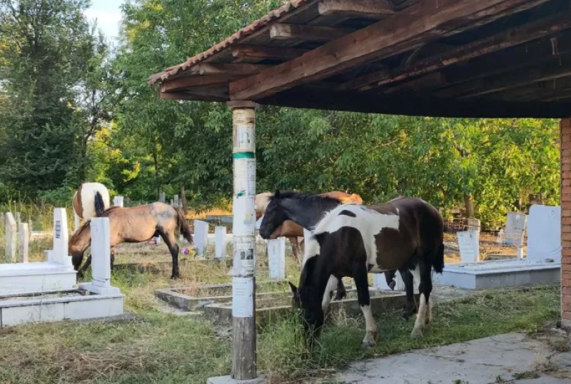 Коне без надзор газят из гробище в първомайско село