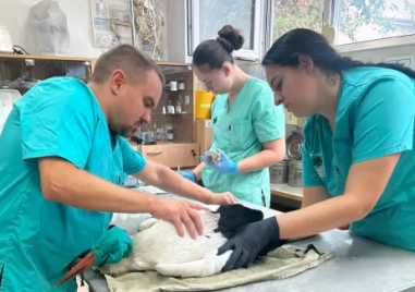 Спасиха щъркелче в Сопот