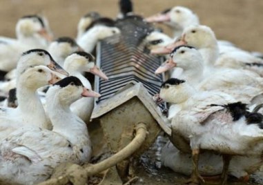 Установиха огнище на птичи грип в Раковски