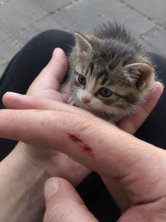 Момче нападна с острие жена, опитала да спаси коте