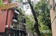 Дърво се разцепи и падна върху сграда в центъра на Пловдив