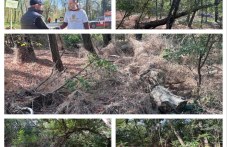 Частна фирма започва прочистване на Лаута, ОП “Градини и паркове“ нямат капацитет