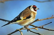 na-tozi-den-dnes-e-evropeiskiia-den-413.webp