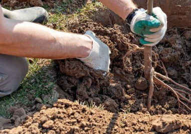 Кампания в Асеновград за безплатно предоставяне на дървета