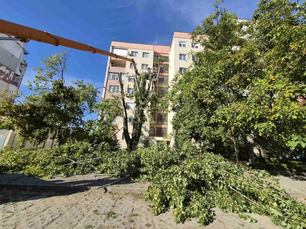 Опасно висока топола обезопасиха в Тракия