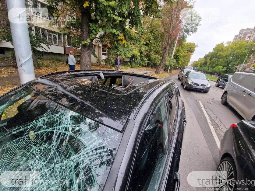 Клон се заби в предното стъкло на БМВ, едва не уби шофьор в Пловдив